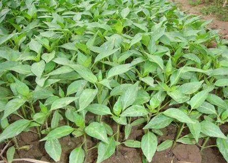 想要辣椒苗茄子苗长得好怎么施肥,辣椒苗移栽多久才可以施肥管理