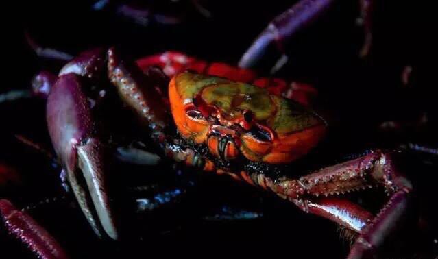 螃蟹的世界旅行,螃蟹的世界深度解析