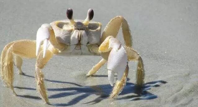 螃蟹的世界旅行,螃蟹的世界深度解析