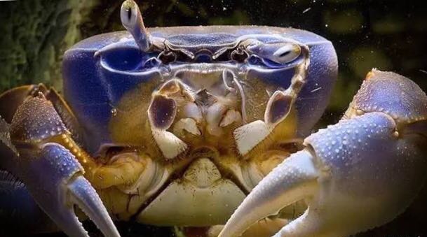 螃蟹的世界旅行,螃蟹的世界深度解析