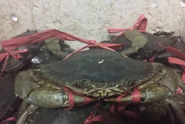 螃蟹的世界旅行,螃蟹的世界深度解析