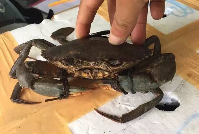 螃蟹的世界旅行,螃蟹的世界深度解析