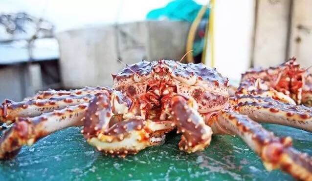 螃蟹的世界旅行,螃蟹的世界深度解析