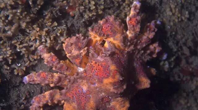 螃蟹的世界旅行,螃蟹的世界深度解析