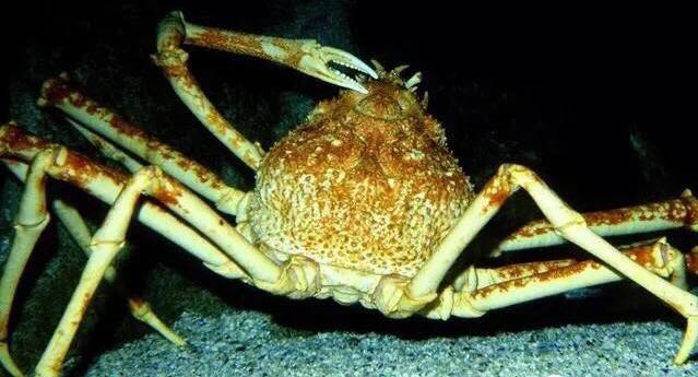 螃蟹的世界旅行,螃蟹的世界深度解析