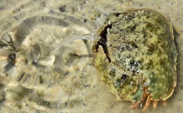 螃蟹的世界旅行,螃蟹的世界深度解析