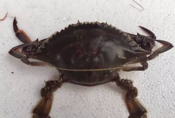 螃蟹的世界旅行,螃蟹的世界深度解析