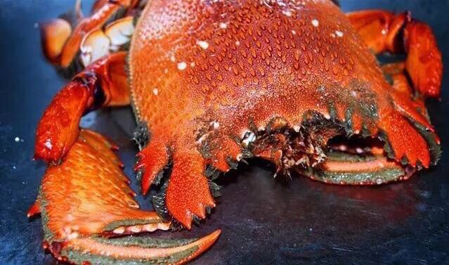 螃蟹的世界旅行,螃蟹的世界深度解析