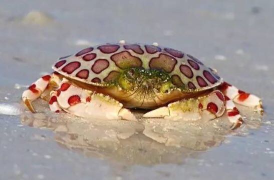 螃蟹的世界旅行,螃蟹的世界深度解析