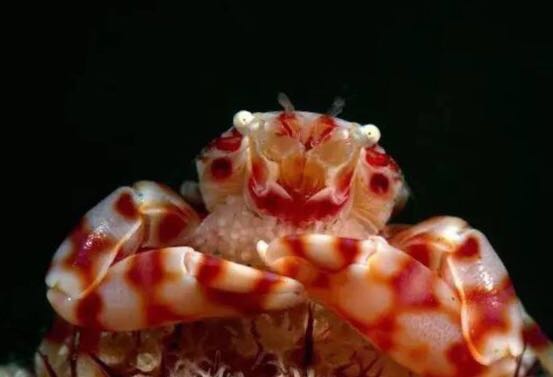 螃蟹的世界旅行,螃蟹的世界深度解析