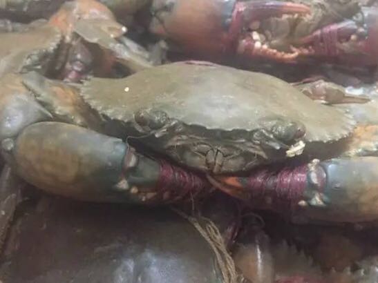 螃蟹的世界旅行,螃蟹的世界深度解析