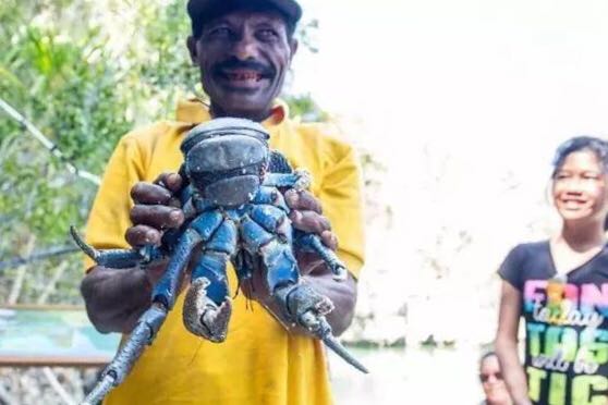 螃蟹的世界旅行,螃蟹的世界深度解析