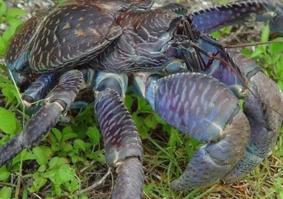 螃蟹的世界旅行,螃蟹的世界深度解析