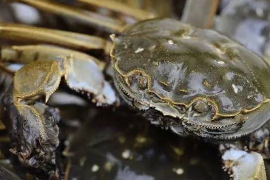 螃蟹的世界旅行,螃蟹的世界深度解析