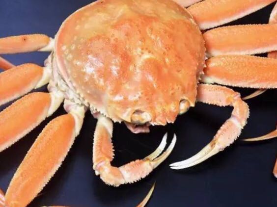 螃蟹的世界旅行,螃蟹的世界深度解析