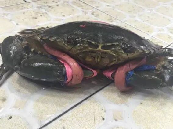 螃蟹的世界旅行,螃蟹的世界深度解析