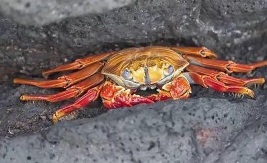 螃蟹的世界旅行,螃蟹的世界深度解析