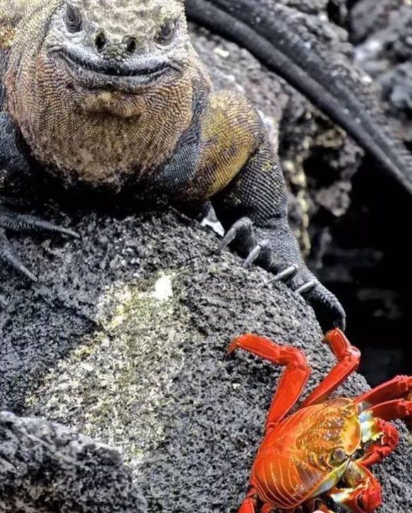 螃蟹的世界旅行,螃蟹的世界深度解析