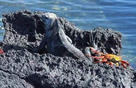 螃蟹的世界旅行,螃蟹的世界深度解析