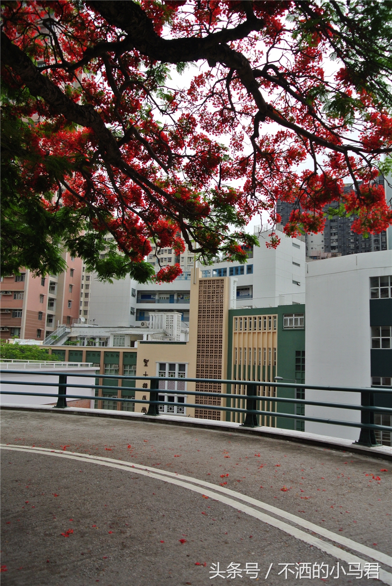 香港一日游推荐自由行,香港小众三日游