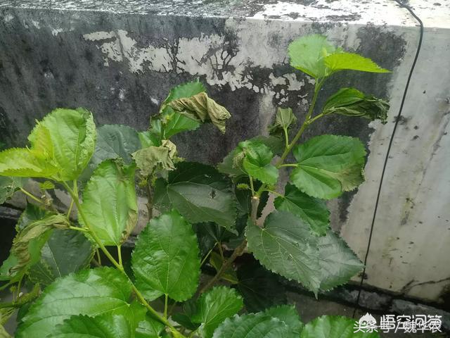 桑葚叶片常见病害,桑葚叶子枯黄怎么办