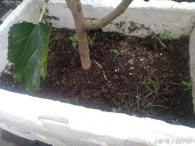 桑葚叶片常见病害,桑葚叶子枯黄怎么办