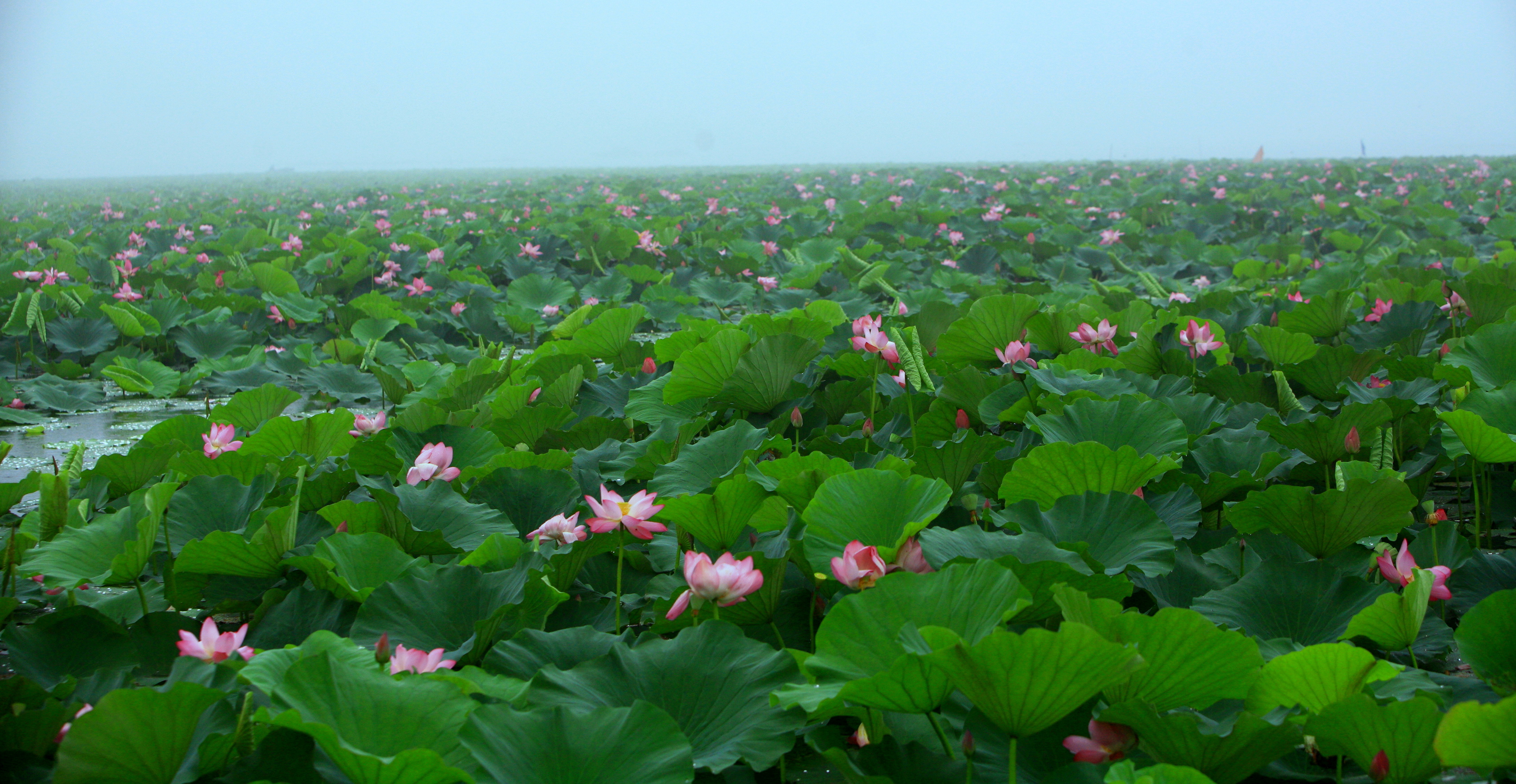 赏荷微山湖,微山湖荷花美景赏心悦目