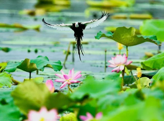 赏荷微山湖,微山湖荷花美景赏心悦目