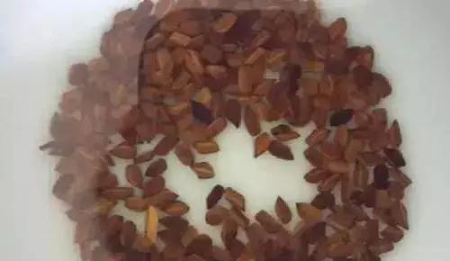 喝炒决明子茶有什么好处和坏处,决明子泡水喝有什么好处和害处