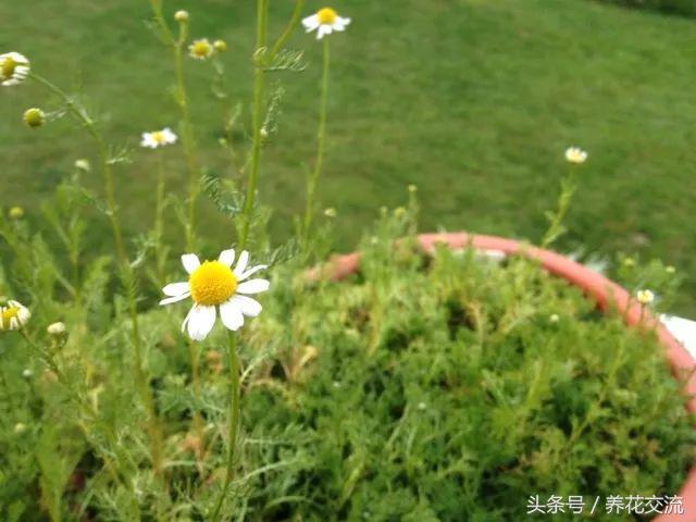 盆栽洋甘菊的养殖方法和禁忌,夏季养花洋甘菊注意事项