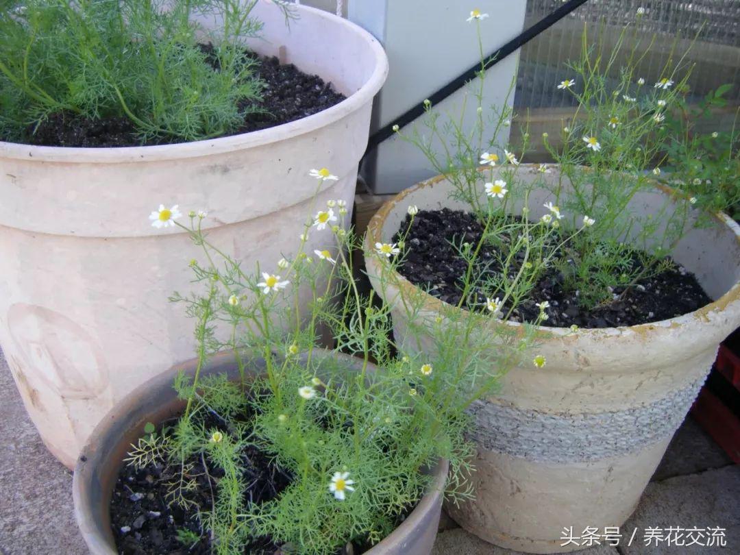 盆栽洋甘菊的养殖方法和禁忌,夏季养花洋甘菊注意事项