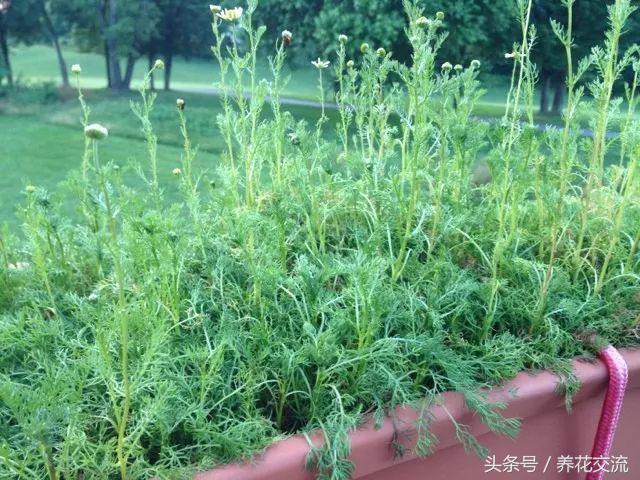 盆栽洋甘菊的养殖方法和禁忌,夏季养花洋甘菊注意事项