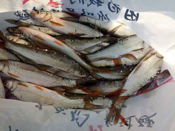 周末钓鱼放松好去处,钓鱼环境优美放松心情