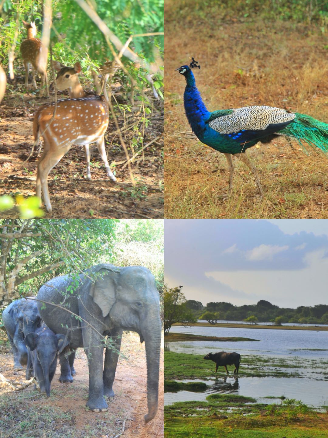 斯里兰卡的旅游攻略和心得,斯里兰卡宝石购买攻略