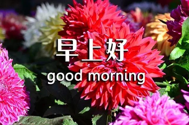 短句真诚问候祝你早上愉快,祝你开心早安心语