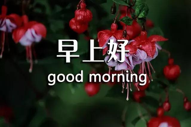短句真诚问候祝你早上愉快,祝你开心早安心语