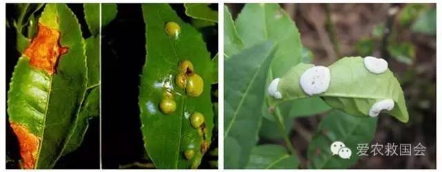 茶饼病害图片及治疗方法,茶饼病害特效药