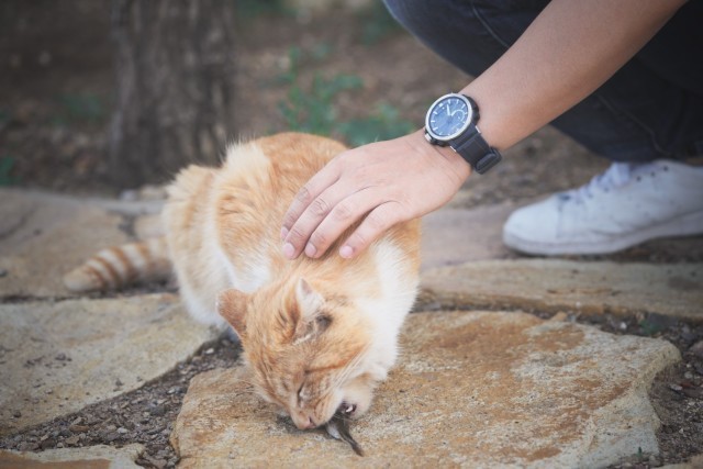 椹伴獘鎴峰,椹伴獘鎴峰鐢ㄥ搧