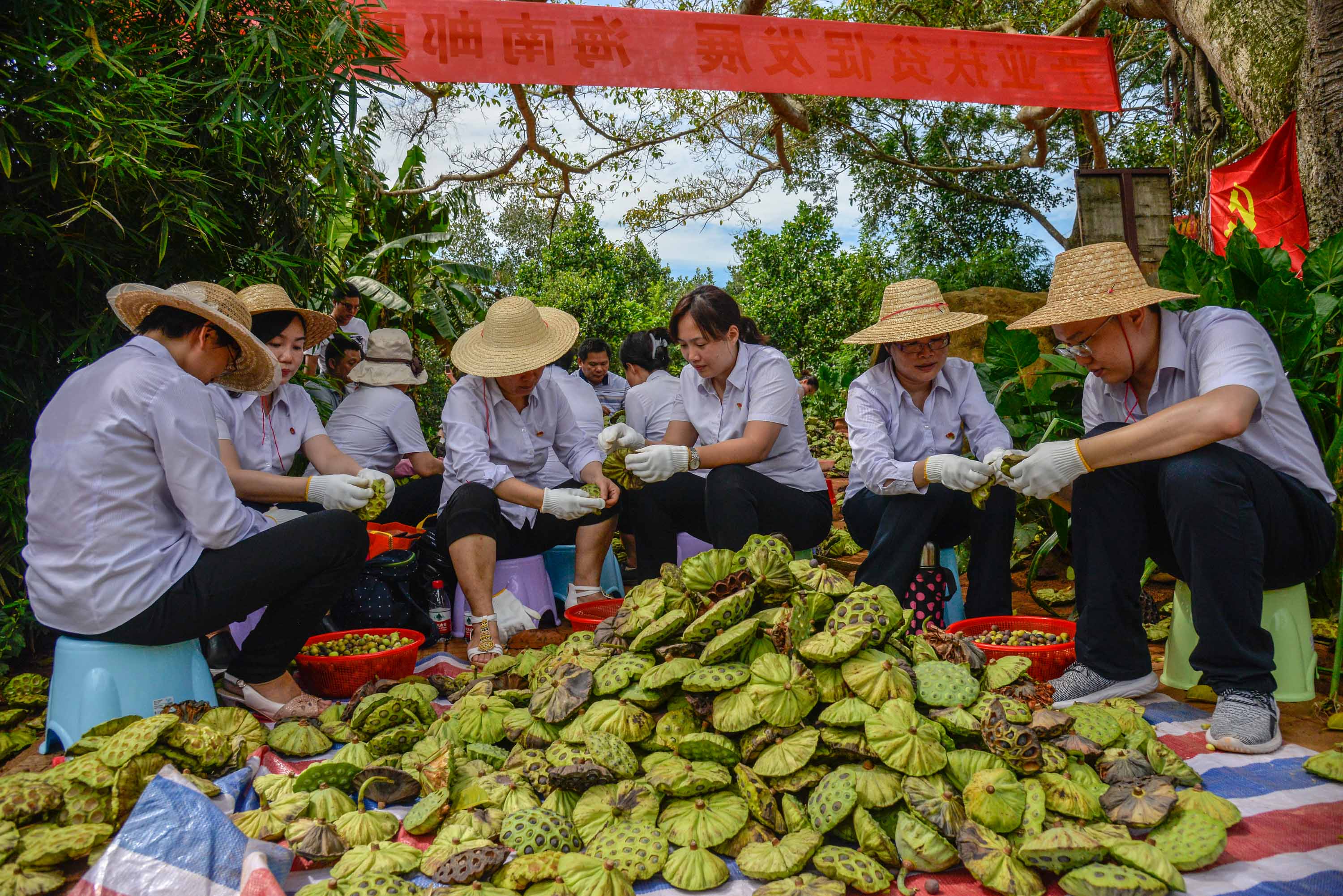 我荷你心莲心——海南省邮政分公司精准帮扶美香村脱贫侧记