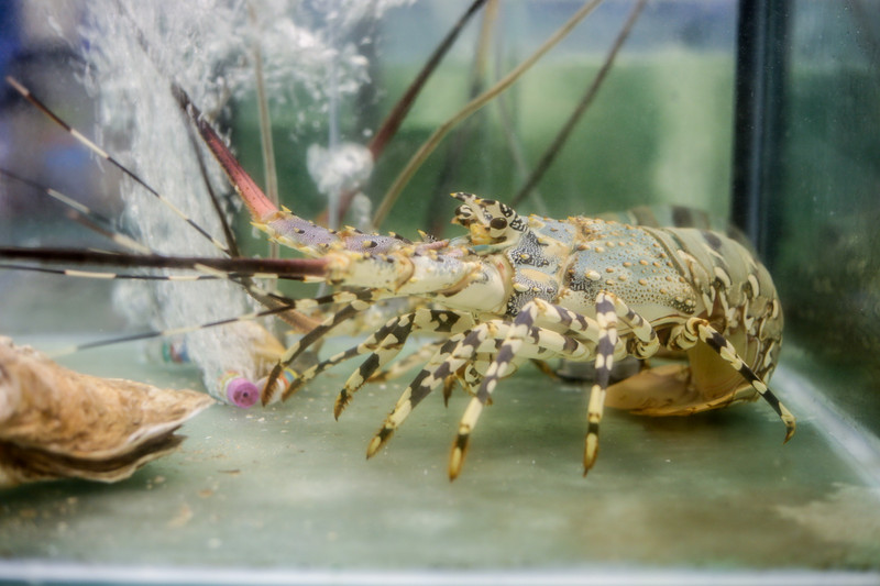 仙本那一日游马布岛卡帕莱,仙本那旅游4天三晚