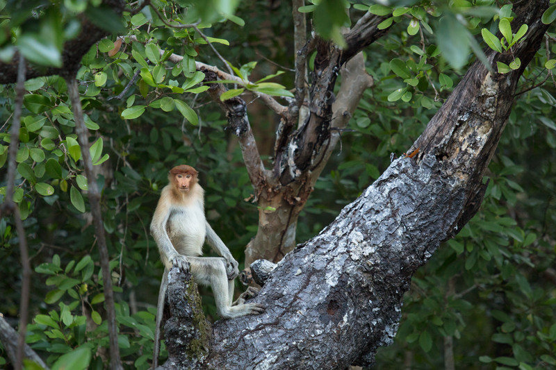 仙本那一日游马布岛卡帕莱,仙本那旅游4天三晚