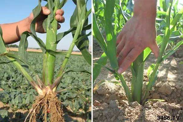 玉米分蘖的原因及防治方法,玉米分蘖
