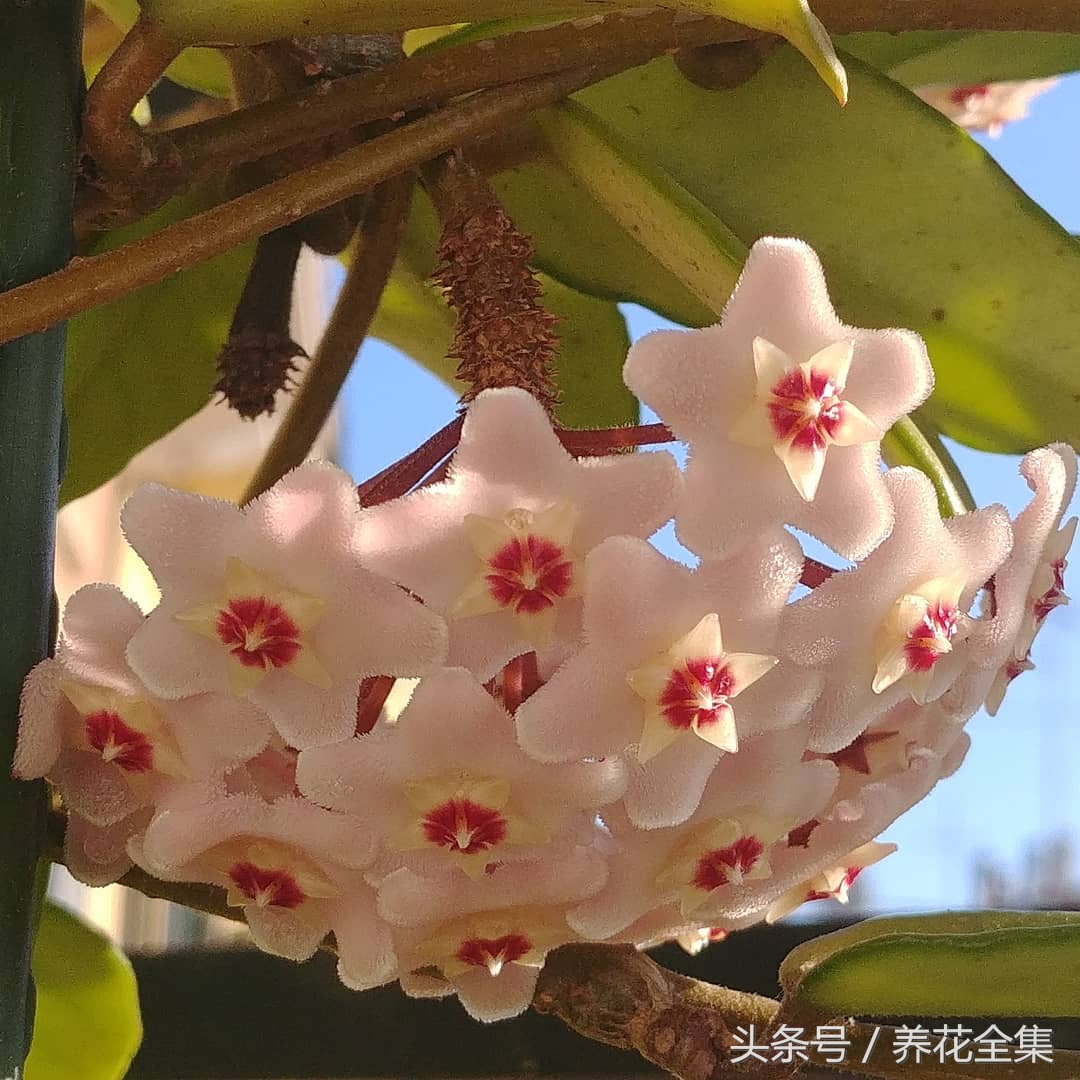 球兰的养殖方法及图片大全集,球兰的养殖方法和注意事项心得篇