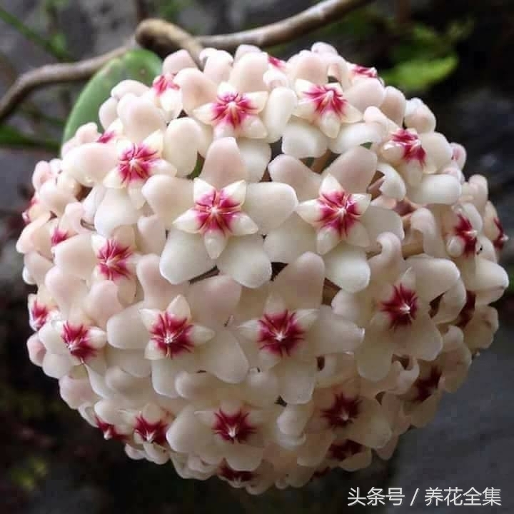 球兰的养殖方法及图片大全集,球兰的养殖方法和注意事项心得篇