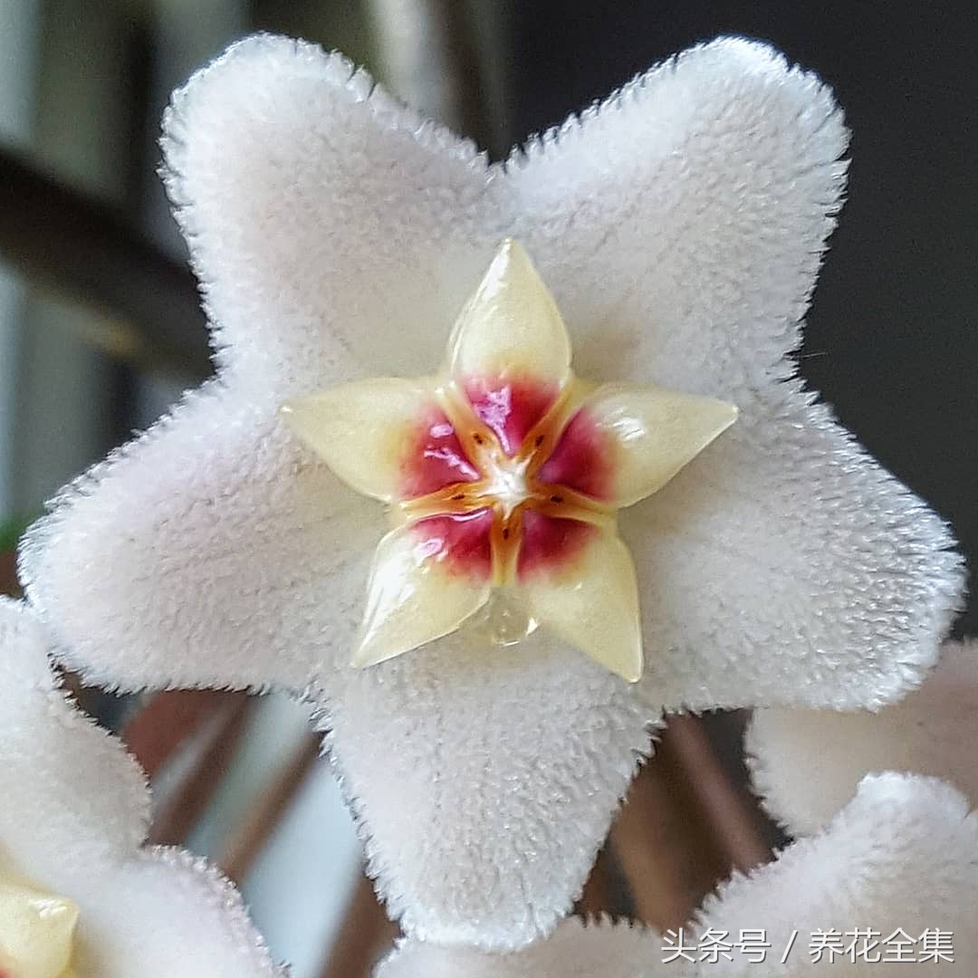 球兰的养殖方法及图片大全集,球兰的养殖方法和注意事项心得篇