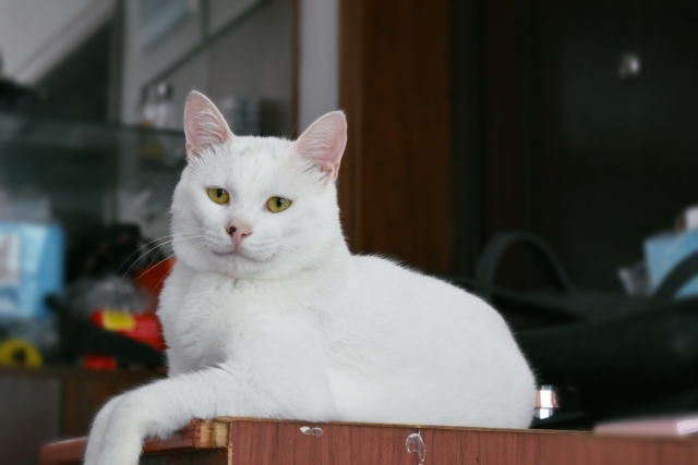 养土猫是不是不着家,我家养的猫为啥不吃自制湿粮