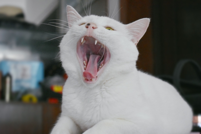 养土猫是不是不着家,我家养的猫为啥不吃自制湿粮