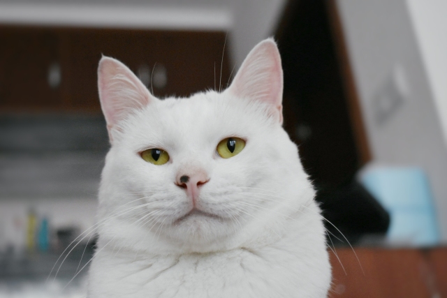 养土猫是不是不着家,我家养的猫为啥不吃自制湿粮