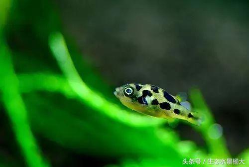 缸里有螺好不好,缸里爆螺有什么好处