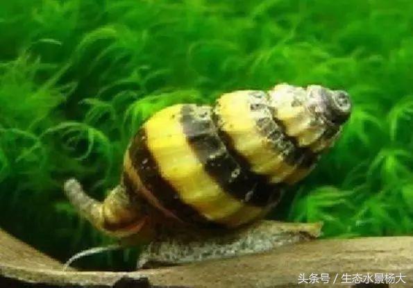 缸里有螺好不好,缸里爆螺有什么好处